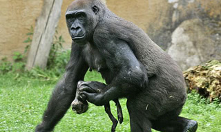Gorilla mother with her dead baby